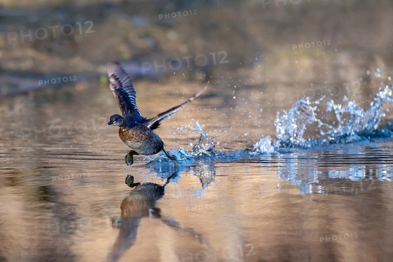 Little grebe (Tachypaptus ruficollis), taking off from the water, Jenbach, Tyrol, Austria, Europe
