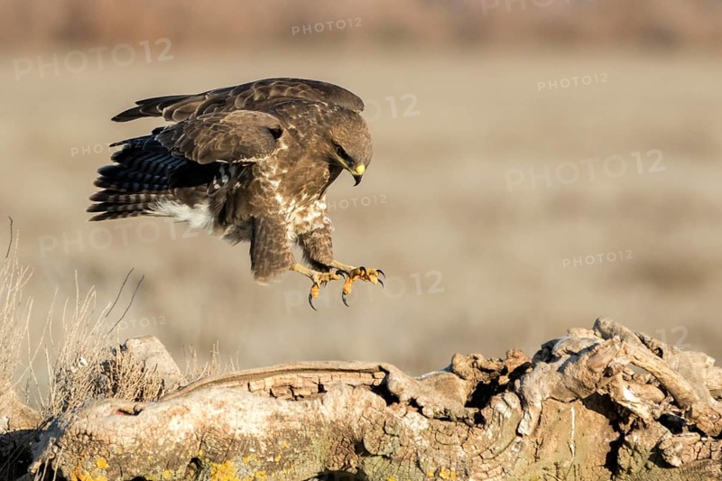 Common Buzzard (Buteo buteo), Castile-La Mancha, Spain, Europe