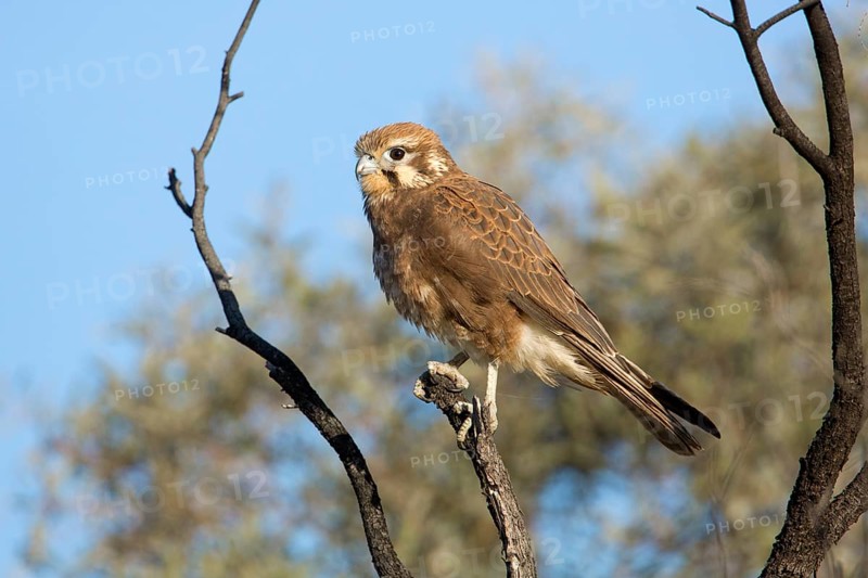Brown Falcon (Falco berigora) perched on a branch, Queensland, Australia, Oceania