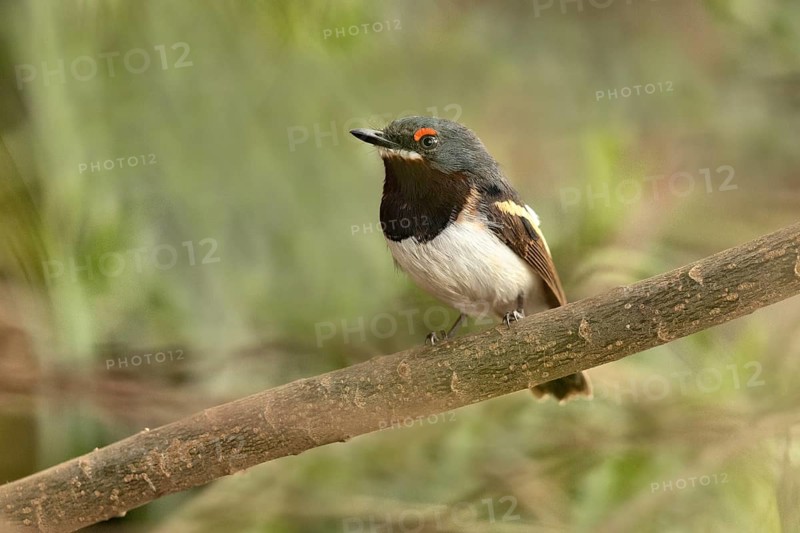 Brown-throated Wattle-eye (Platysteira cyanea) female perched on a branch, Lake Hawassa, Ethiopia, Africa