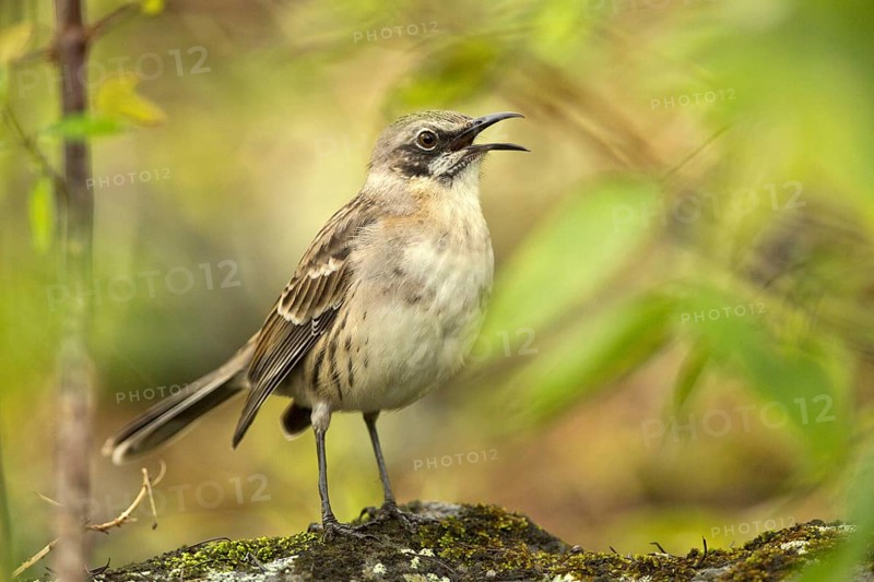 San Cristobal Mockingbird (Mimus melanotis) singing, Galapagos, Ecuador, South America