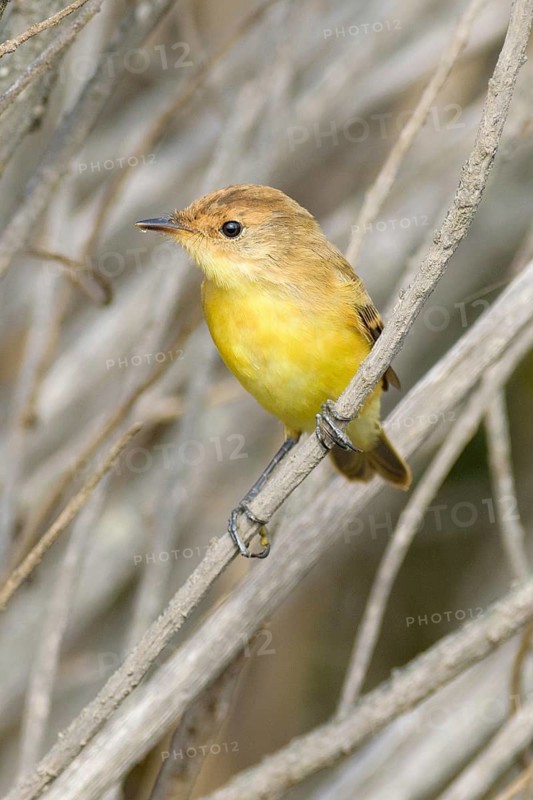 Warbling Doradito (Pseudocolopteryx flaviventris), Santo Domingo, Chile, South America