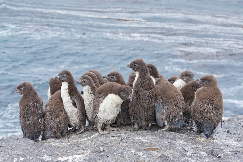Southern Rockhopper Penguin (Eudyptes chrysocome) group of chicks, Bleaker Island, Falkland Islands, South America