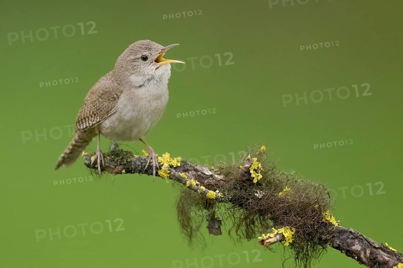 House Wren (Troglodytes aedon) singing, British Columbia, Canada, North America