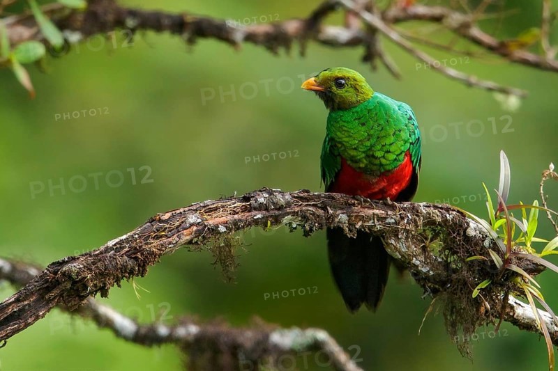 Golden-headed Quetzal (Pharomachrus auriceps) perched on a branch in the Andes Mountains of Colombia