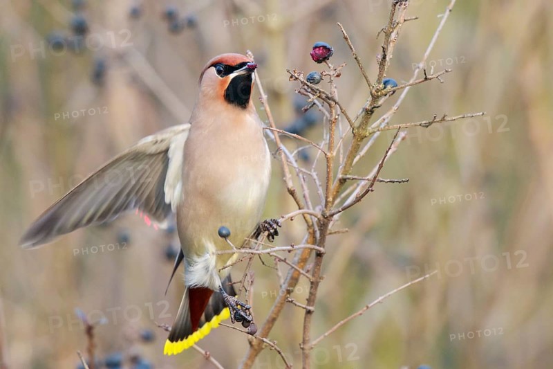 Bohemian Waxwing (Bombycilla garrulus) feeding on berries, North Rhine-Westphalia, Germany, Europe