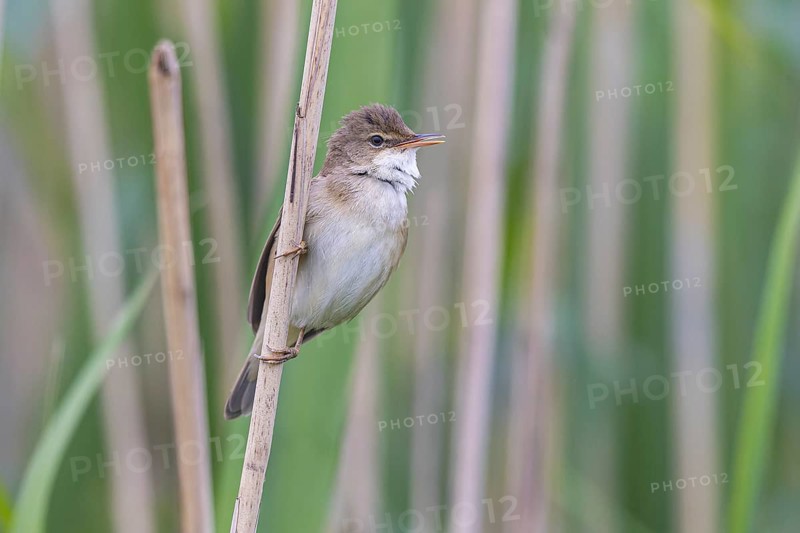 Eurasian Reed Warbler (Acrocephalus scirpaceus), North Rhine-Westphalia, Germany, Europe