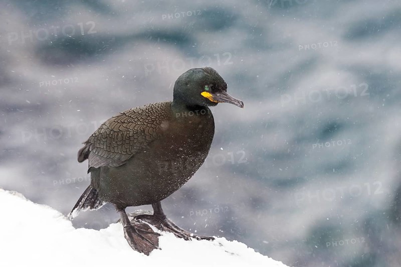 European Shag (Phalacrocorax aristotelis), Norway, Europe