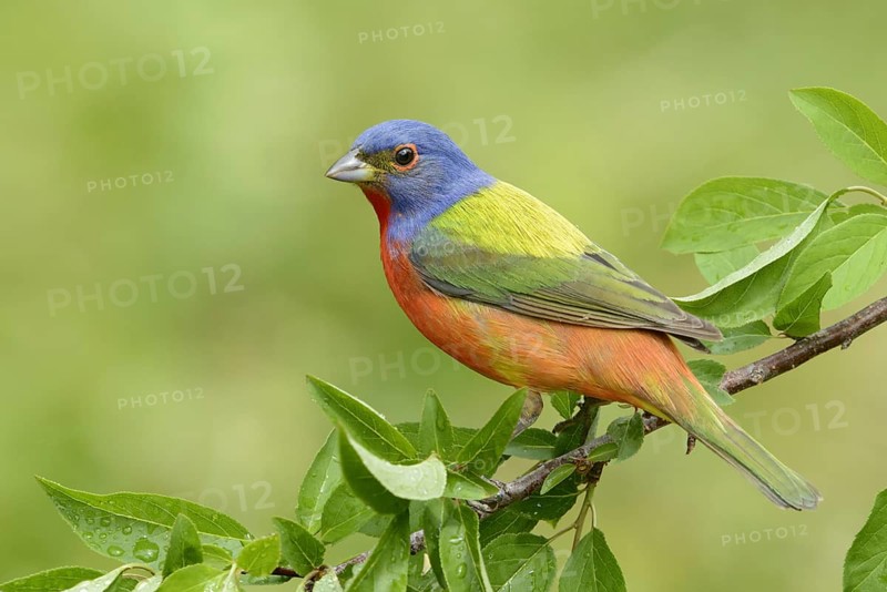 Painted Bunting (Passerina ciris) male, Texas, USA, North America