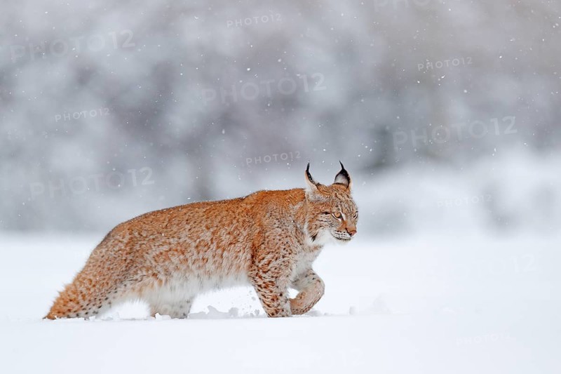 Eurasian Lynx walking, wild cat in the forest with snow. Wildlife scene from winter nature. Cute big cat in habitat, cold condition. Snowy forest with beautiful animal wild lynx, Germany, Europe