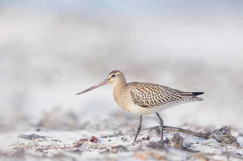 Pfuhlschnepfe, Limosa lapponica Bar-tailed Godwit, Limosa lapponica