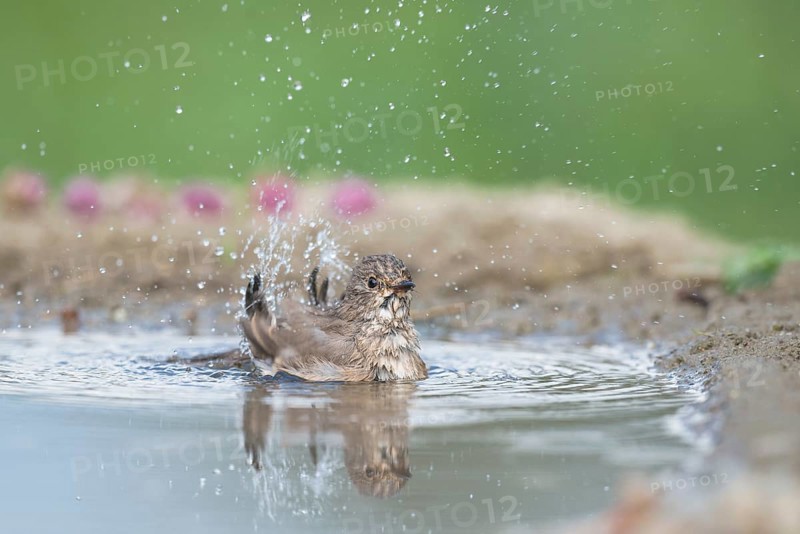 Spotted Flycatcher (Muscicapa striata) bathing, Aosta Valley, Italy, Europe