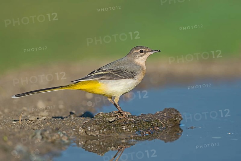 Grey Wagtail (Motacilla cinerea) at a waterhole, Aosta Valley, Italy, Europe