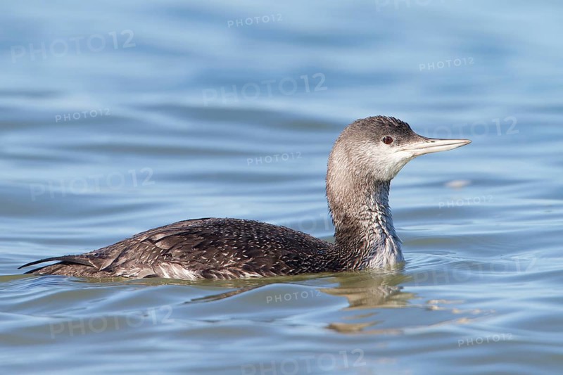 Red-throated Loon (Gavia stellata), Schleswig-Holstein, Germany, Europe