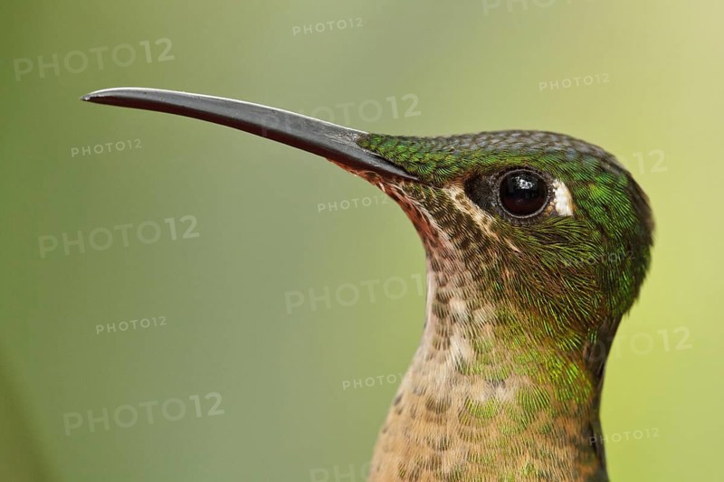 Fawn-breasted Brilliant (Heliodoxa rubinoides), Ecuador, South America