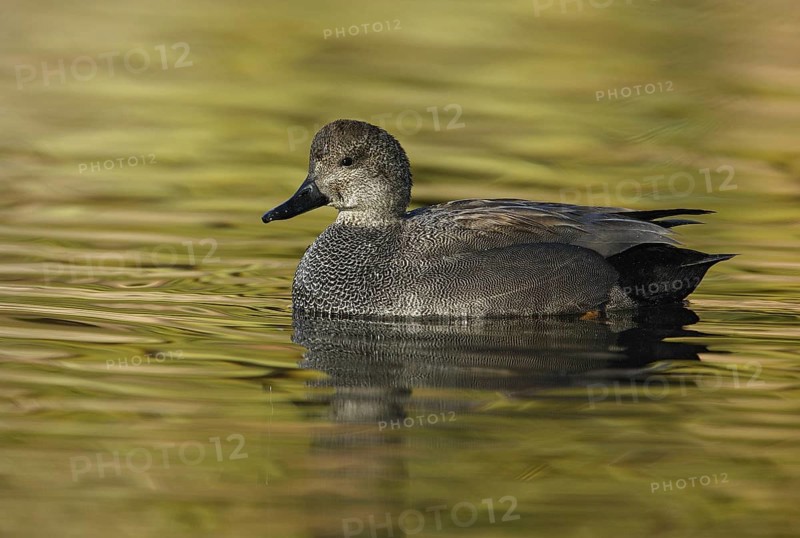 Gadwall (Mareca strepera) male, California, USA, North America
