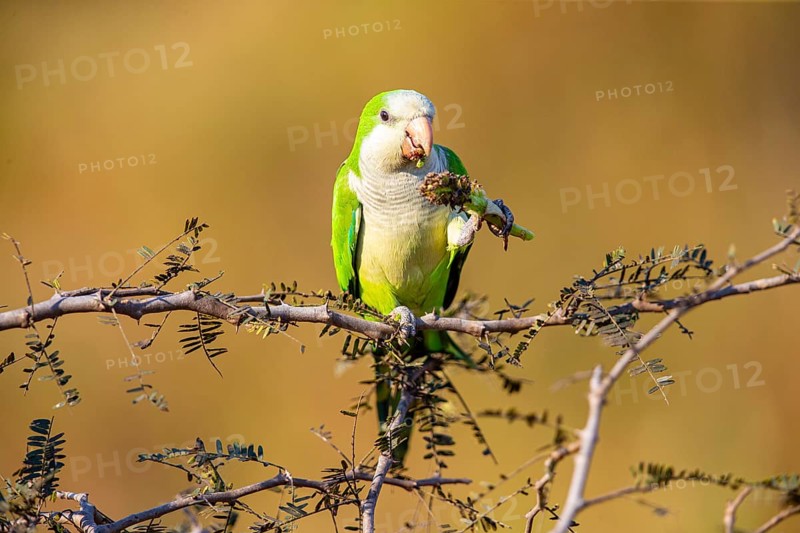Monk parakeet (Myiopsitta monachus) Pantanal Brazil