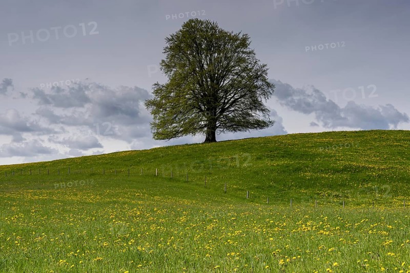 European beech (Fagus sylvatica) in spring, solitary tree near Rieden am Forggensee, Ostallgäu, Allgäu, Bavaria, Germany, Europe