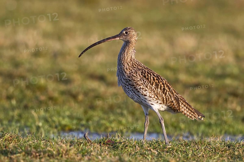 Eurasian Curlew (Numenius arquata) foraging, North Rhine-Westpalia, Germany, Europe