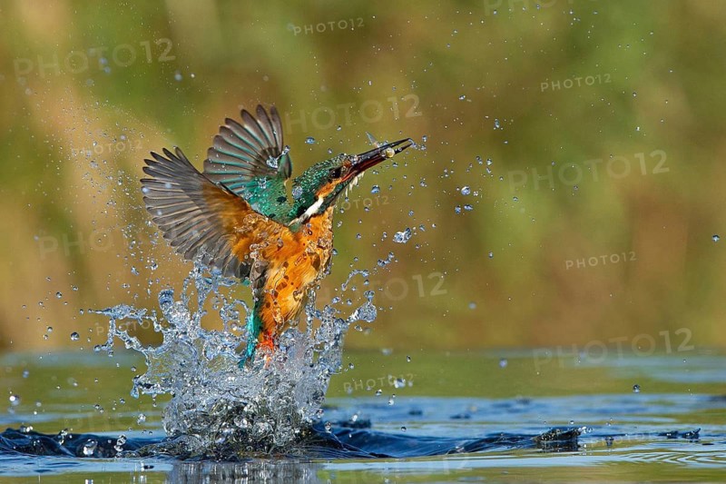 Common Kingfisher (Alcedo atthis) female hunting, Leiria, Portugal, Europe