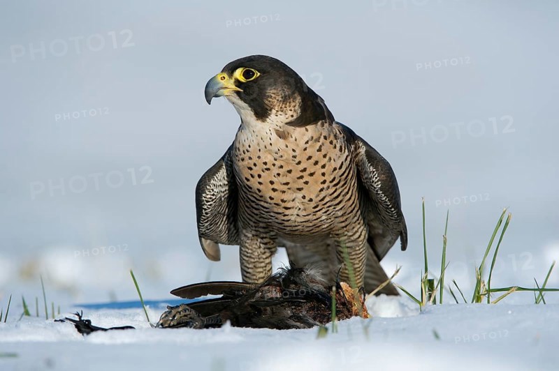 Peregrine Falcon (Falco peregrinus) captive, with prey, Saxony, Germany, Europe