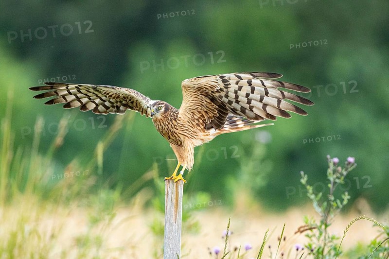 Montagu's harrier (Circus pygargus) wbl Germany