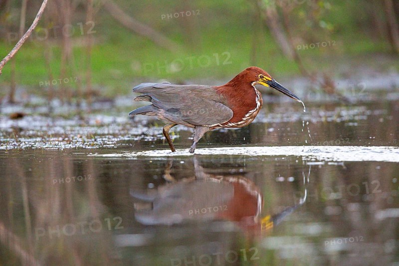 Rufescent tiger heron (Tigrisoma lineatum) Pantanal Brazil