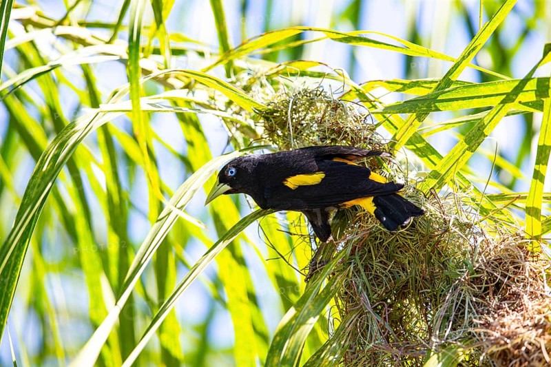 Yellow-rumped cacique (Cacicus cela) Pantanal Brazil