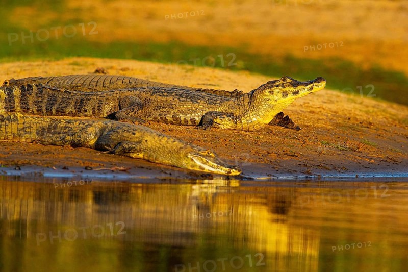 Spectacled caiman (Caiman crocodilius) Pantanal Brazil