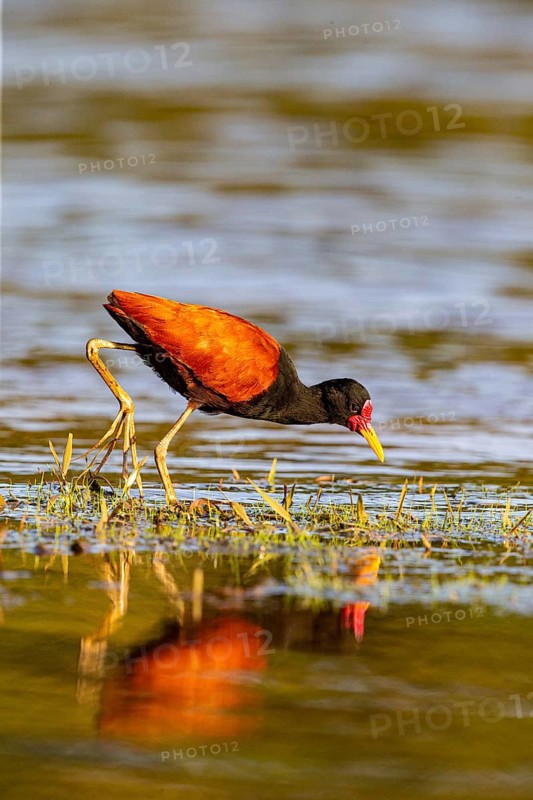 Red-fronted leaflet (Jacana jacana) Pantanal Brazil