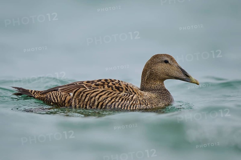 Common eider (Somateria mollissima) female swimming in the sea, Düne, Helgoland, Schleswig-Holstein, Germany, Europe