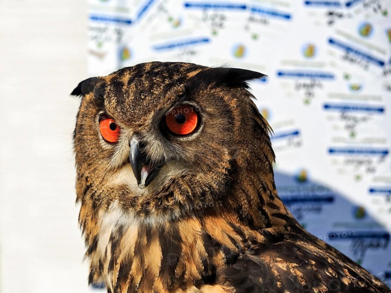 Bengal Eagle Owl (Bubo bengalensis), attentive gaze, captive, Bird Park, Berlebeck Eagle Observatory, Detmold, North Rhine-Westphalia, Germany, Europe