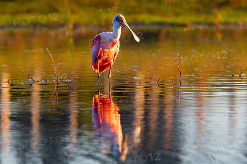 Roseate spoonbill (Ajaia ajaja) Pantanal Brazil
