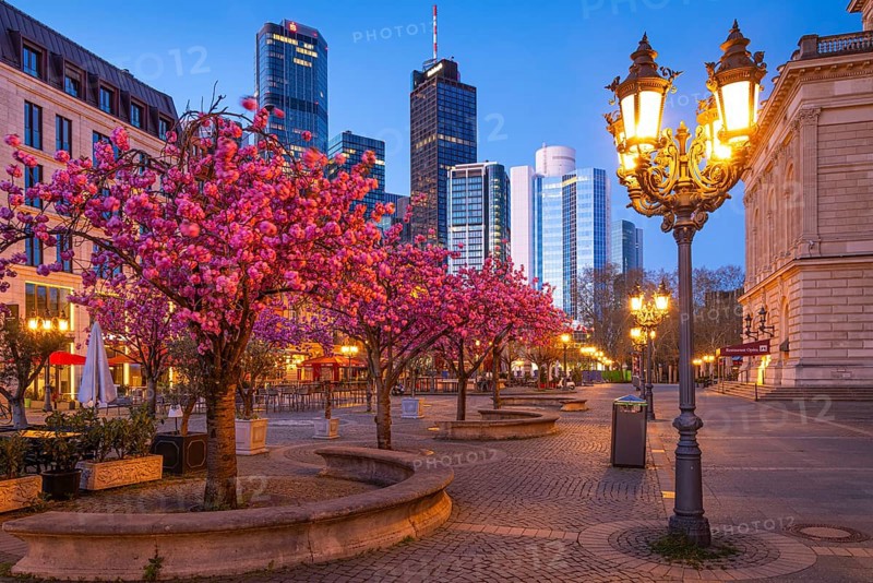 The ornamental cherries on Opernplatz in Frankfurt am Main, near the Alte Oper, are in full bloom in spring, Frankfurt am Main, Hesse, Germany, Europe