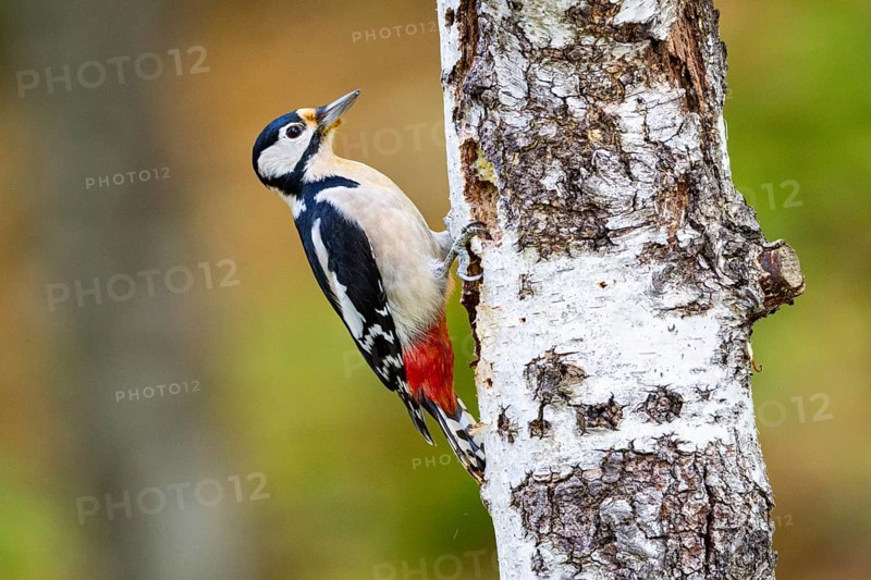 Great spotted woodpecker (Dendrocopus major) ml Germany