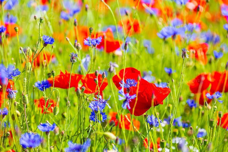 Corn poppy (Papaver rhoeas) and cornflower (Centaurea cyanus) in bloom in a meadow, Saxon Switzerland, Saxony, Germany, Europe