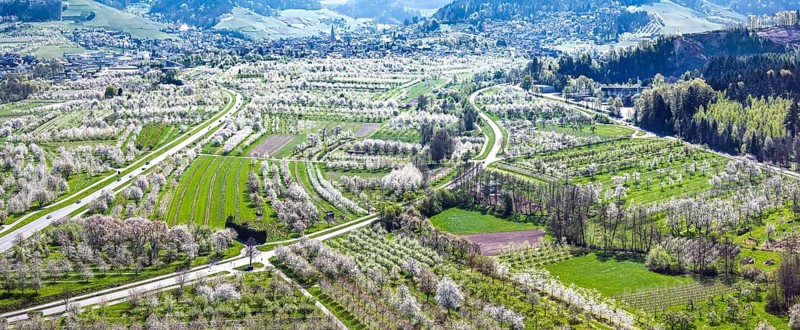 Spring near Sasbach in the Achertal in the Ortenau district. Orchards in bloom.Sasbach, Baden-Württemberg, Germany, Europe
