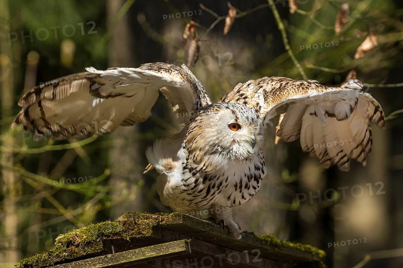 Owl with spread wings on a moss-covered branch in the forest, Siberian Eagle Owl (Bubo bubosibiricus), Germany, Europe