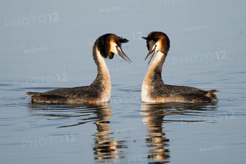 Courting great crested grebes (Podiceps Scalloped ribbonfish) on the water, facing each other with beaks spread, Hesse, Germany, Europe