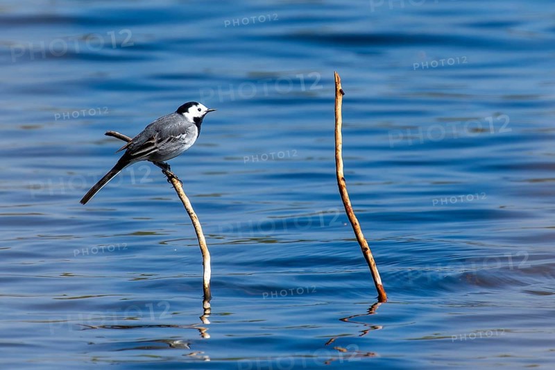 A bird sitting on a branch over calm water with blue sky in the background, white wagtail (Motacilla alba), wildlife, Germany, Europe