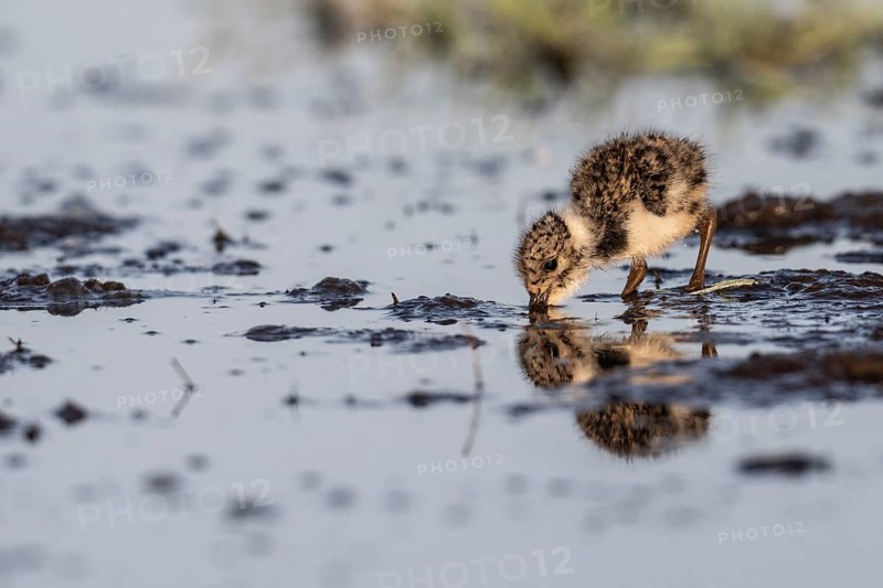 Young lapwing (Vanellus vanellus), Lower Saxony, Germany, Europe