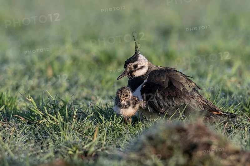 Lapwing (Vanellus vanellus) with young, Lower Saxony, Germany, Europe