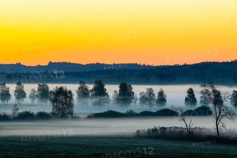 Early morning fog over the moor, birch (Betula), birch family (Betulaceae), dawn, fog, Pfrungen, Pfrunger-Burgweiler Ried, Baden-Wuerttemberg, Germany, Europe
