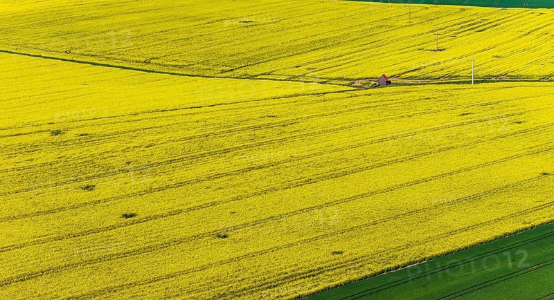 Rape field in bloom with a small house. Landscape near Dornstadt Baden-Württemberg, Germany, Europe