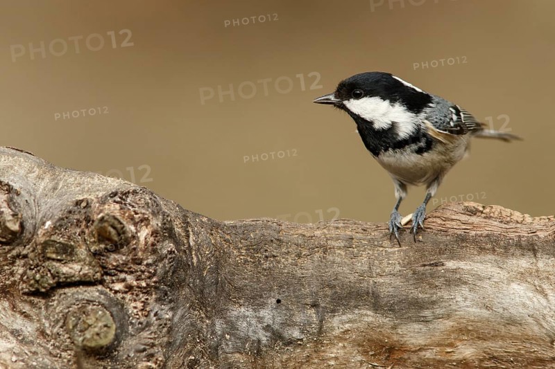 Coal Tit (Peirparus ater), perched on a branch, Castile and Leon, Spain, Europe