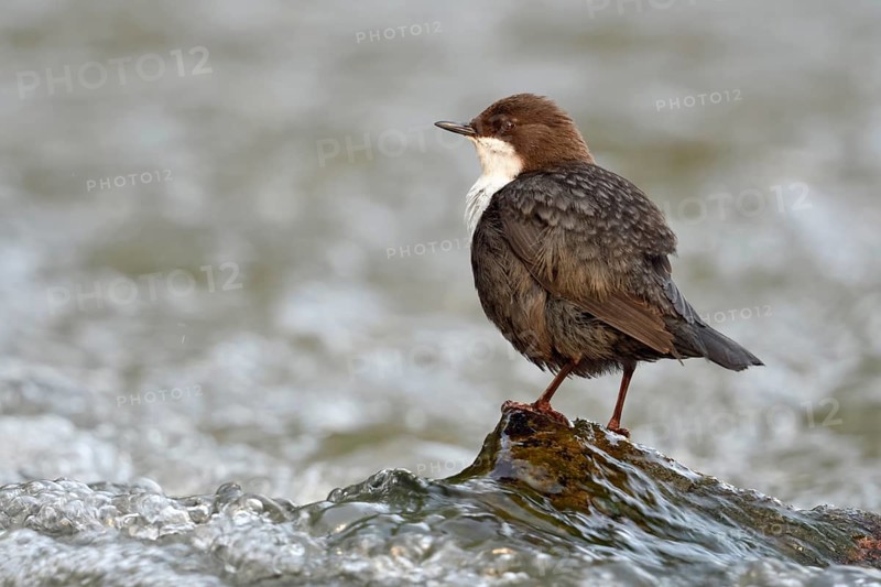 White-throated Dipper (Cinclus cinclus), North Rhine-Westphalia, Germany, Europe