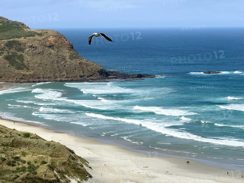 Sandfly Bay with flying seagull in the foreground, Otago, South Island, New Zealand, Oceania