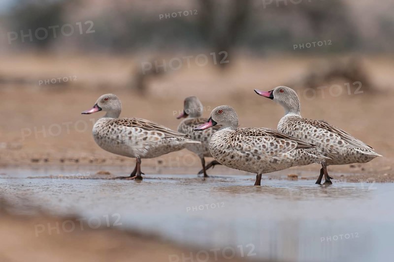 Cape Teal (Anas capensis), Northern Cape, South Africa, Africa