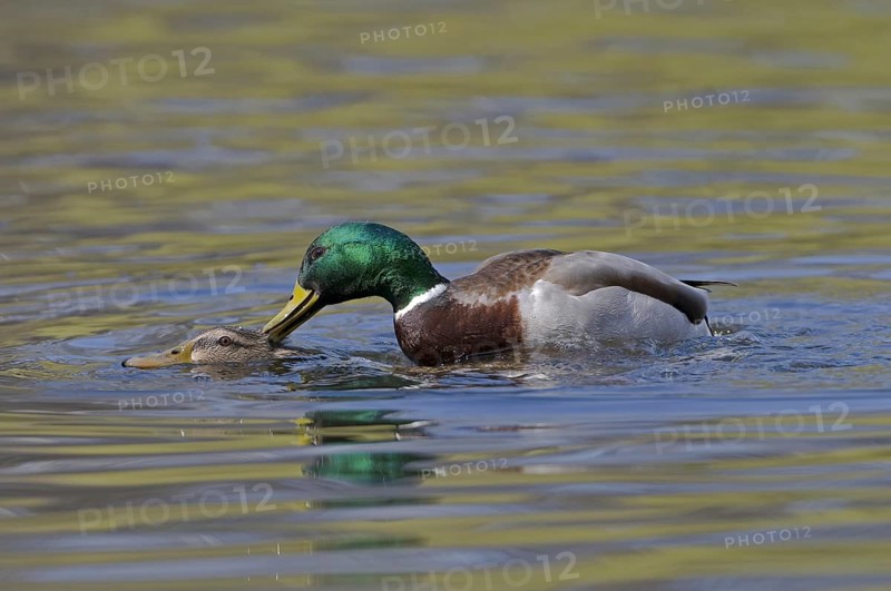 Mallard (Anas platyrhynchos), Saxony, Germany, Europe