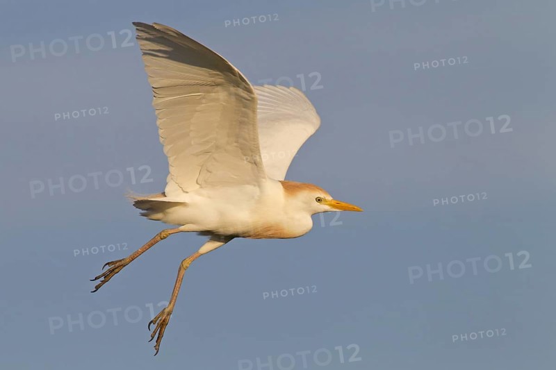 Western Cattle Egret (Bubulcus ibis) flying, Florida, USA, North America